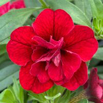 Calibrachoa Portucal Double Red